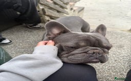 French Bulldog dogs for sale: Blue and tan frenchie  - Image 1