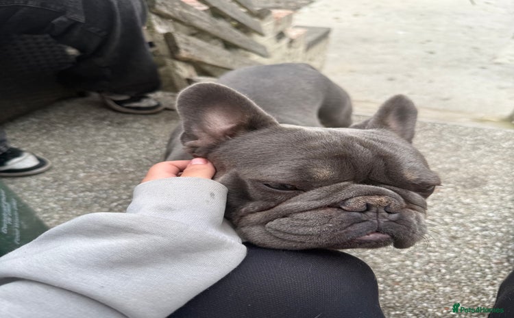 French Bulldog dogs - Advert 1