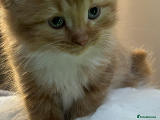 Mixed Breed cats - Advert 36