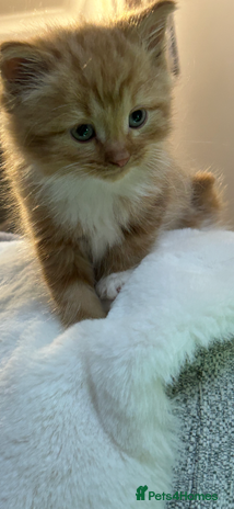 Mixed Breed cats - Advert 16