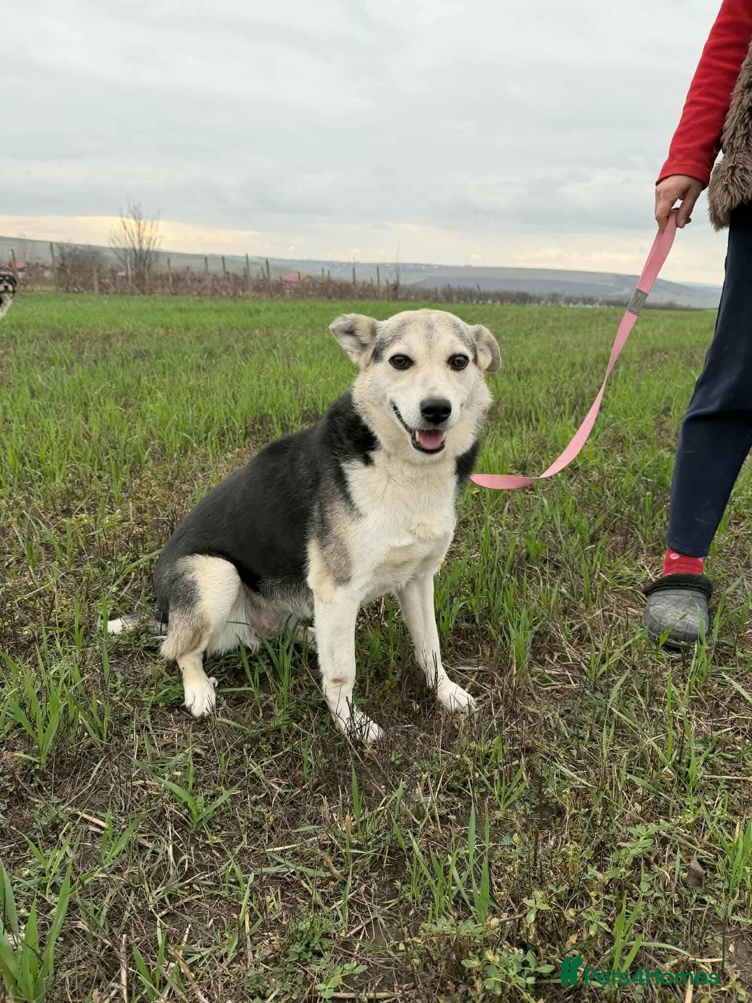 Mixed Breed dogs Cindy for adoption - Advert 1