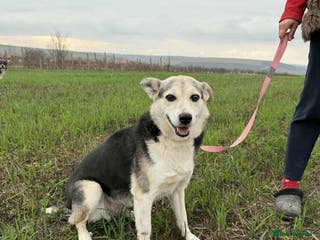 Mixed Breed dogs Cindy for adoption - Advert 1
