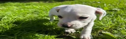 Mixed Breed dogs for sale: 🐾 Stunning Dalmatian × Boxer Puppies 🐾 in Leek - Advert 8