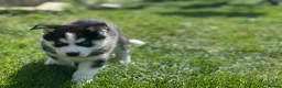 Siberian Husky dogs for sale: Beautiful Husky Puppies in Wells - Advert 31