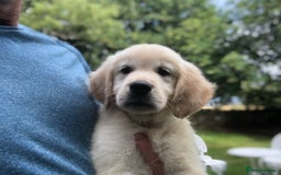 Golden Retriever dogs for sale: Super litter of Goldie pups carrying some colour  - Image 21
