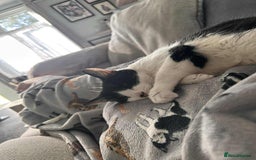 Domestic Shorthair cats for sale: Nyx - Shorthair Domestic  - Image 5
