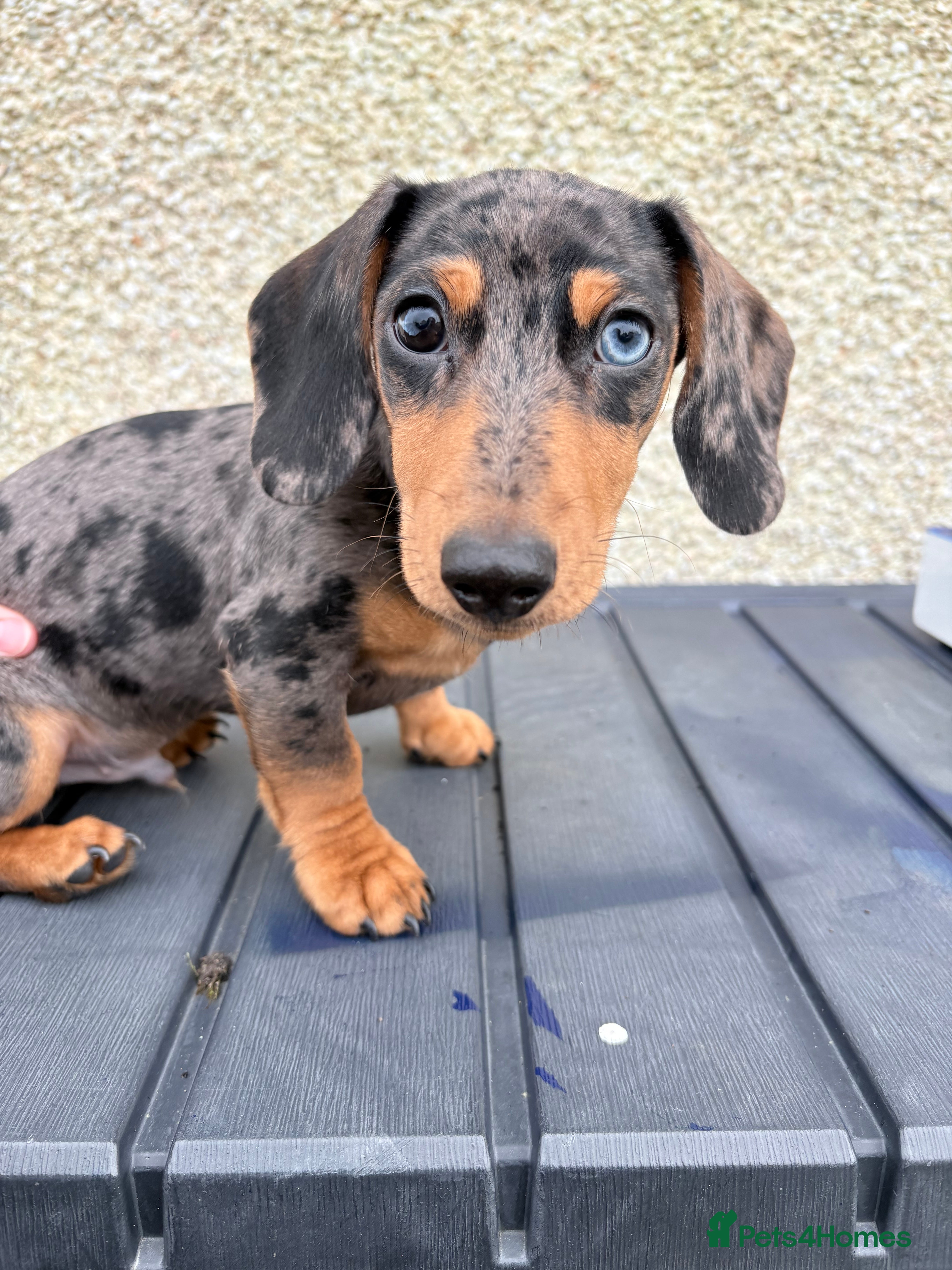 Miniature Dachshund dogs Dapple miniature Dachshund  - Advert 5