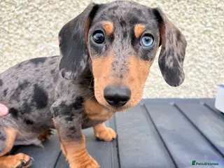Miniature Dachshund dogs Dapple miniature Dachshund - Advert 5