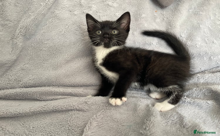 Mixed Breed cats - Advert 7