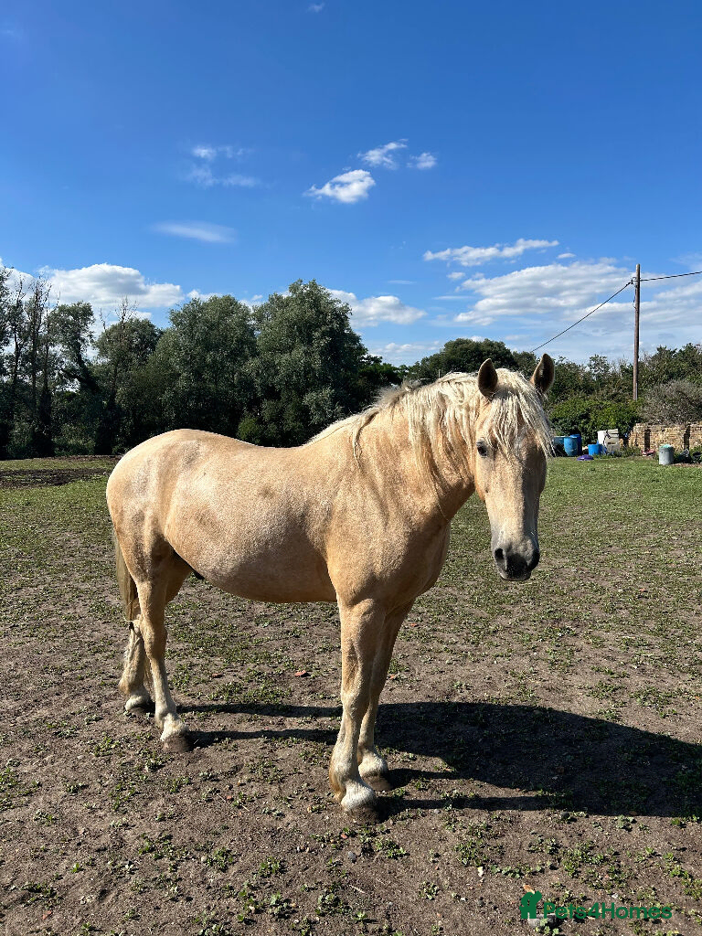 British Warmblood horses 9yr old warmblood x con palomino gelding - Advert 1