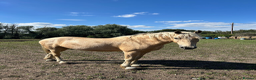 British Warmblood horses for sale: 9yr old warmblood x con palomino gelding in Tilbury - Advert 1