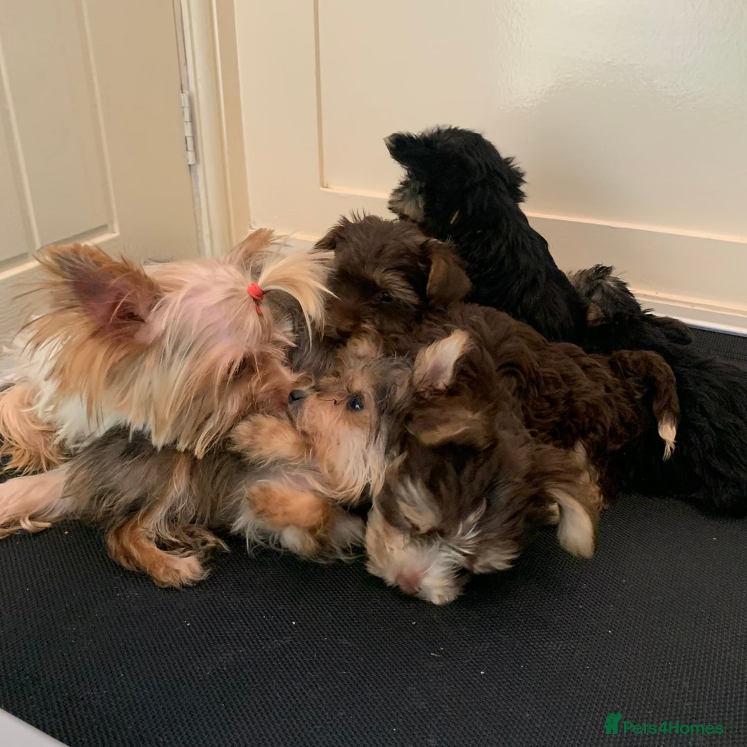 Biewer Terrier dogs for sale: Stunning Biewer Terrier puppies - Image 10