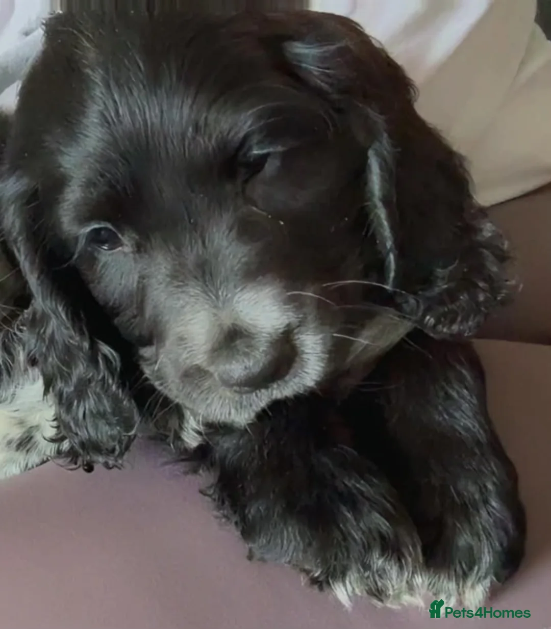 Sprocker dogs for sale: Beautiful Sprocker for sale in Mansfield - Advert 2