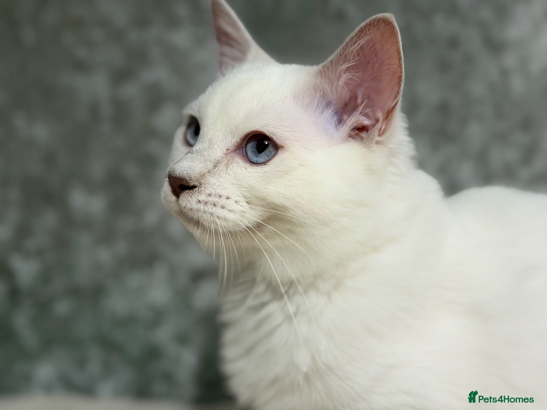Ragdoll cats 🌟Stunning🌟PKD/HCM ✅ 💕 Ragdoll Kittens 🌟 - Advert 1