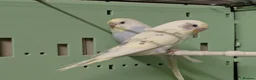 Budgerigars birds for sale: Baby Budgies some Crested  in Chorley - Advert 8