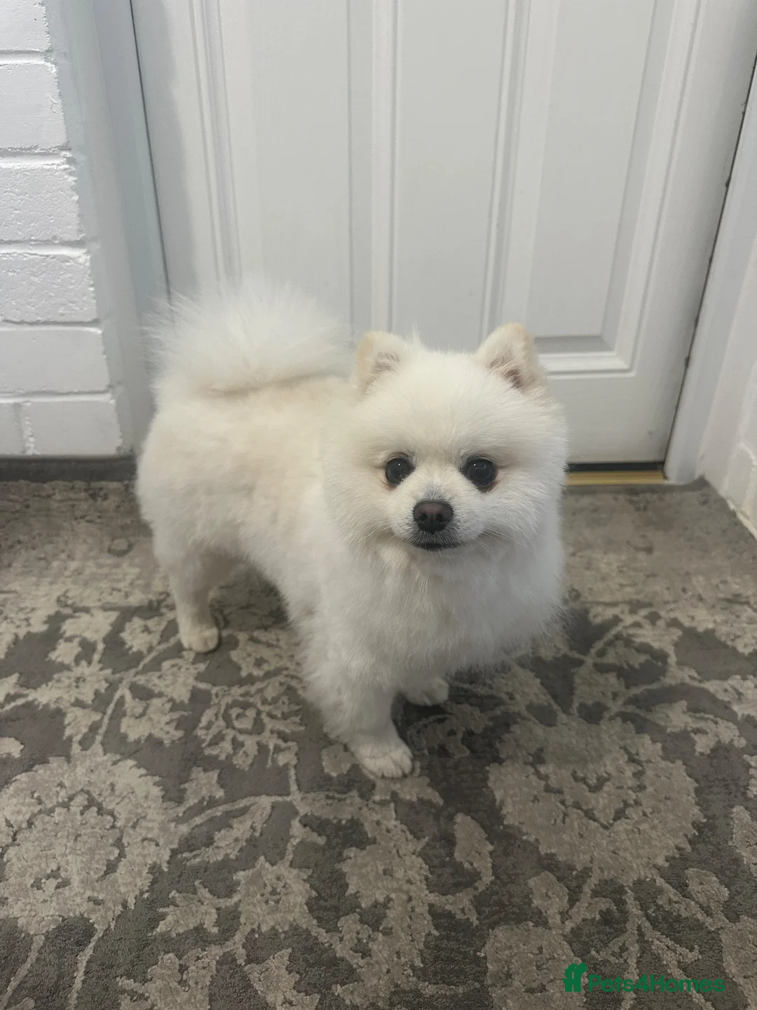 Pomeranian dogs for stud: White Pomeranian Male Available for Stud - Advert 5