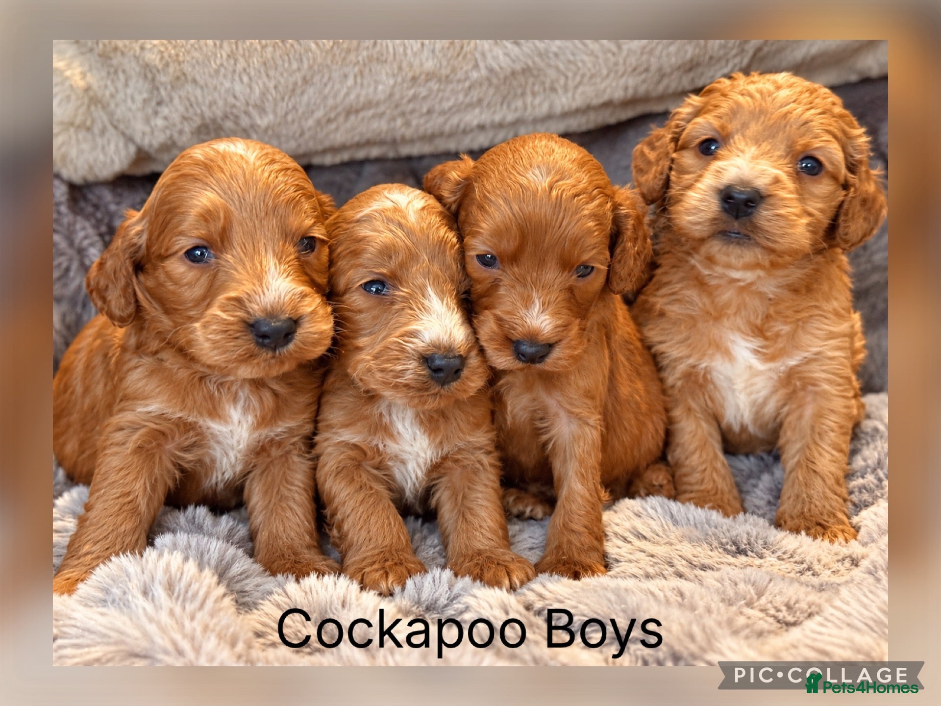 Cockapoo dogs Stunning Red F1 Cockapoo’s - Advert 2