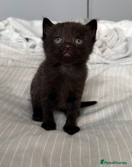 Mixed Breed cats 3 beautiful kittens for sale - Advert 11