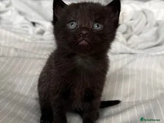 Mixed Breed cats 3 beautiful kittens for sale - Advert 11