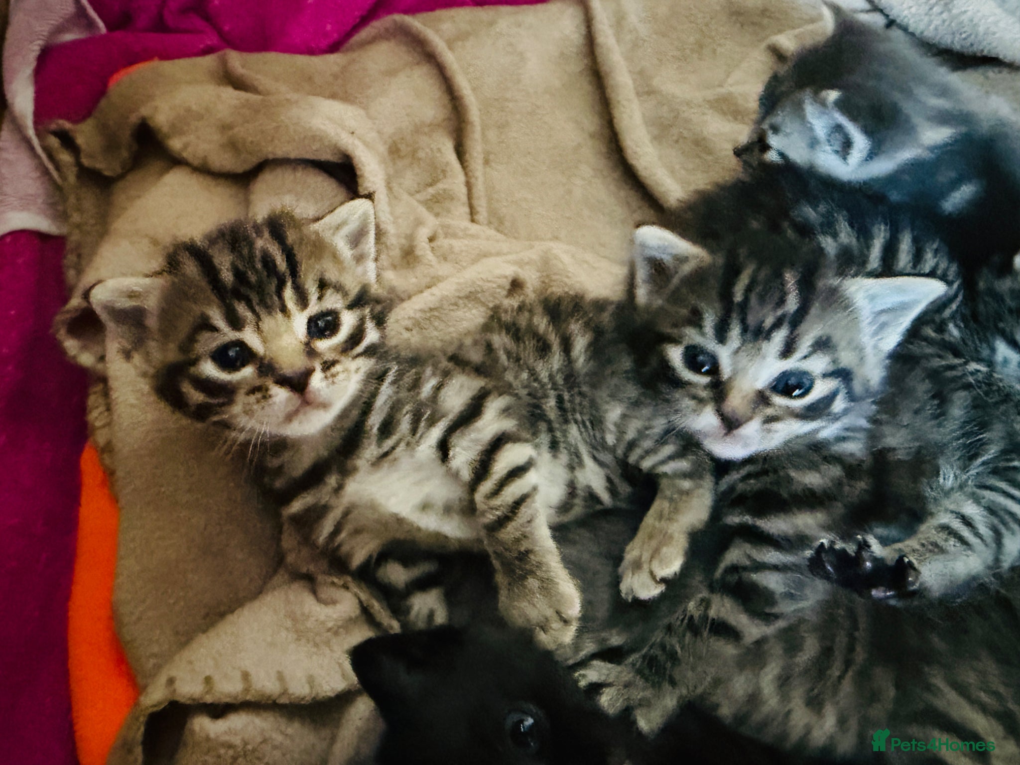Mixed Breed cats Beautiful Kittens BSH Cross - Advert 1