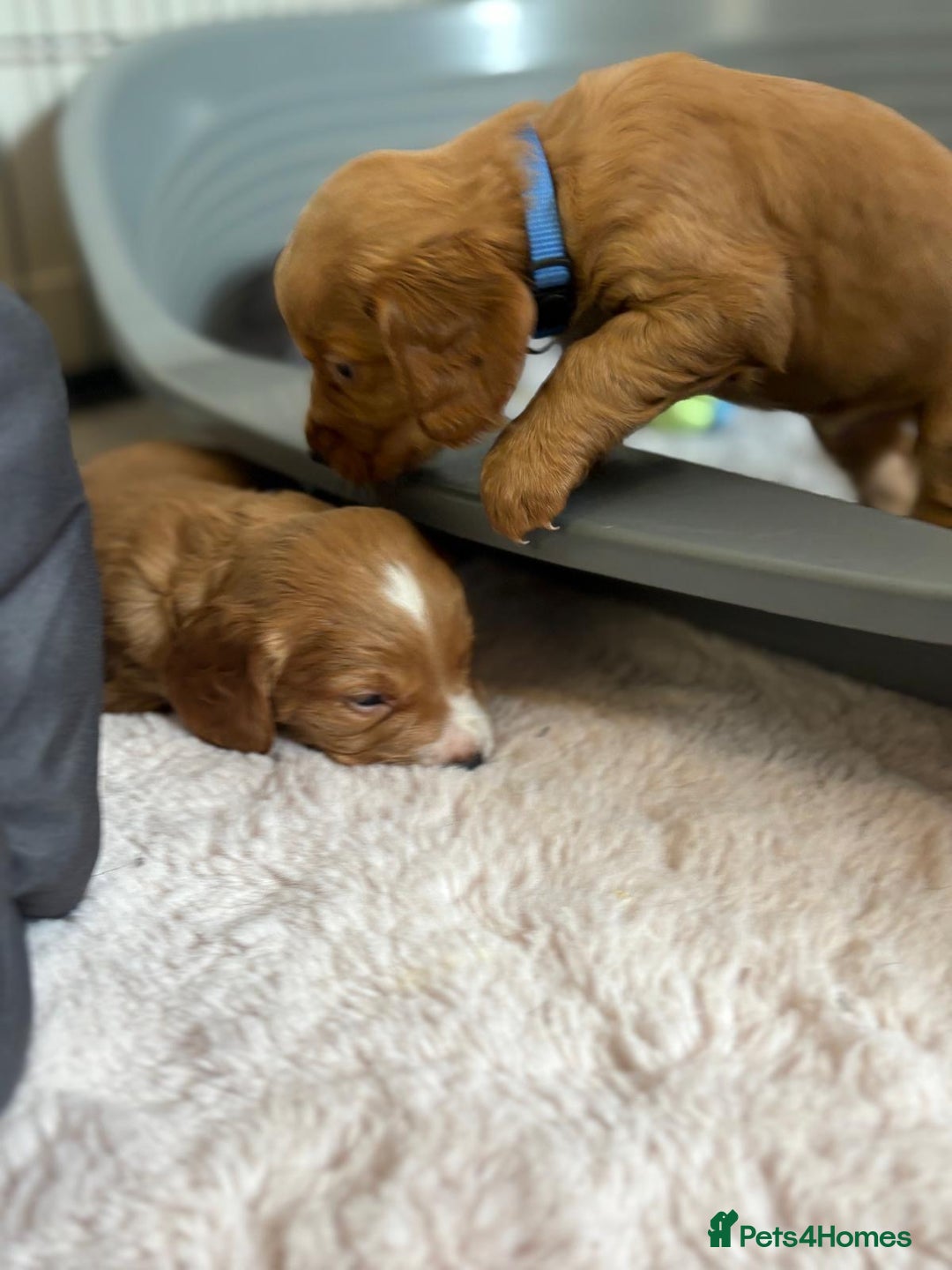 Cocker Spaniel dogs for sale: Kc reg cocker spaniels with 5 weeks insurance  - Advert 27