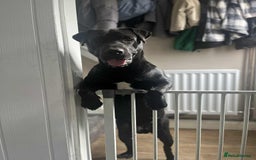 Mixed Breed dogs for sale: Male 10 month old lab x not castrated  - Image 2