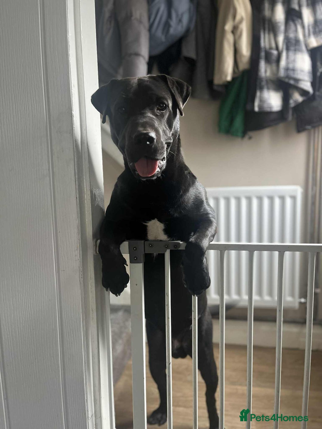 Mixed Breed dogs for sale: Male 10 month old lab x not castrated  - Image 2