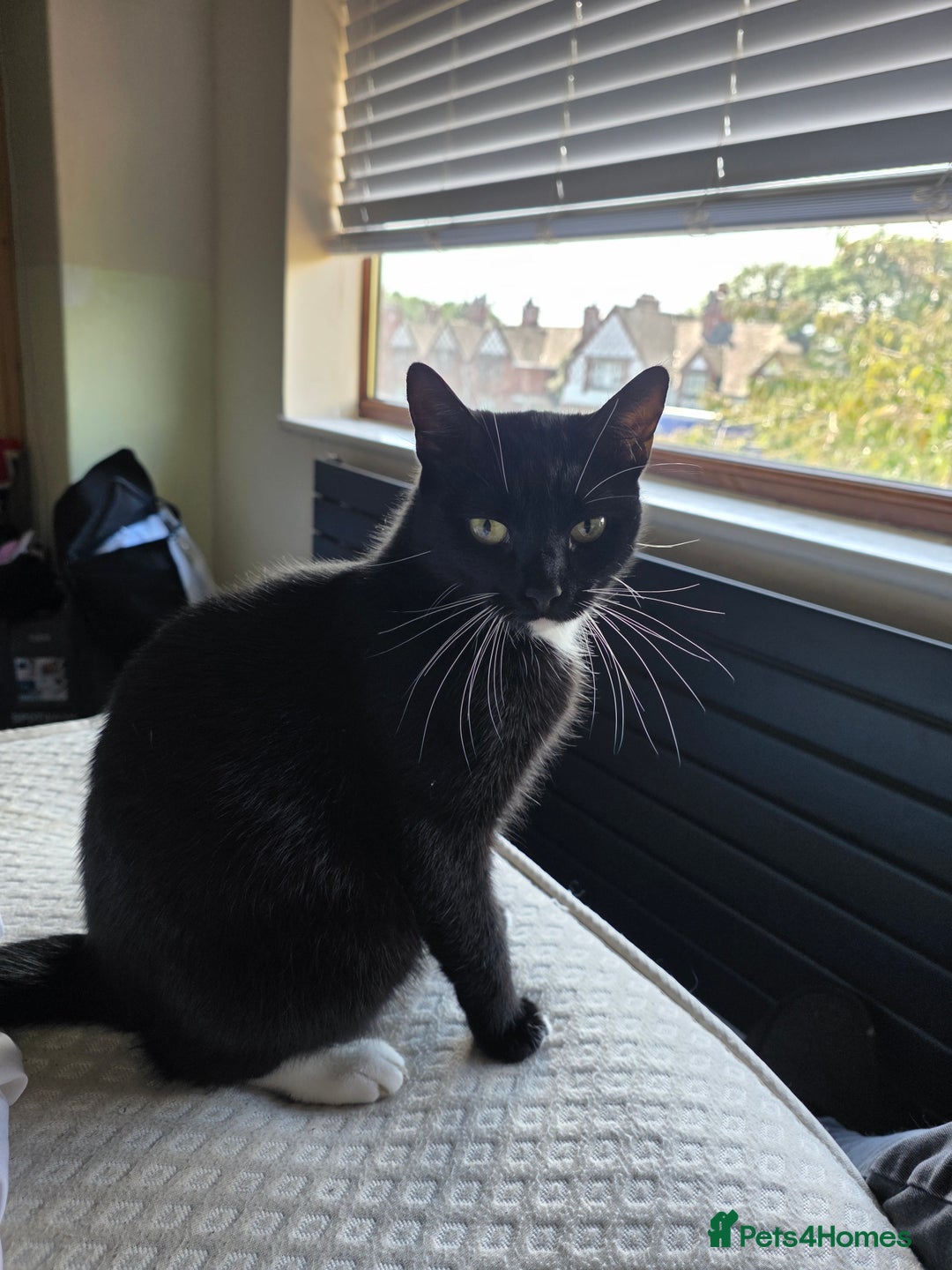 Domestic Shorthair cats for sale: Mum & kitten, black short haired  to rehome - Image 7