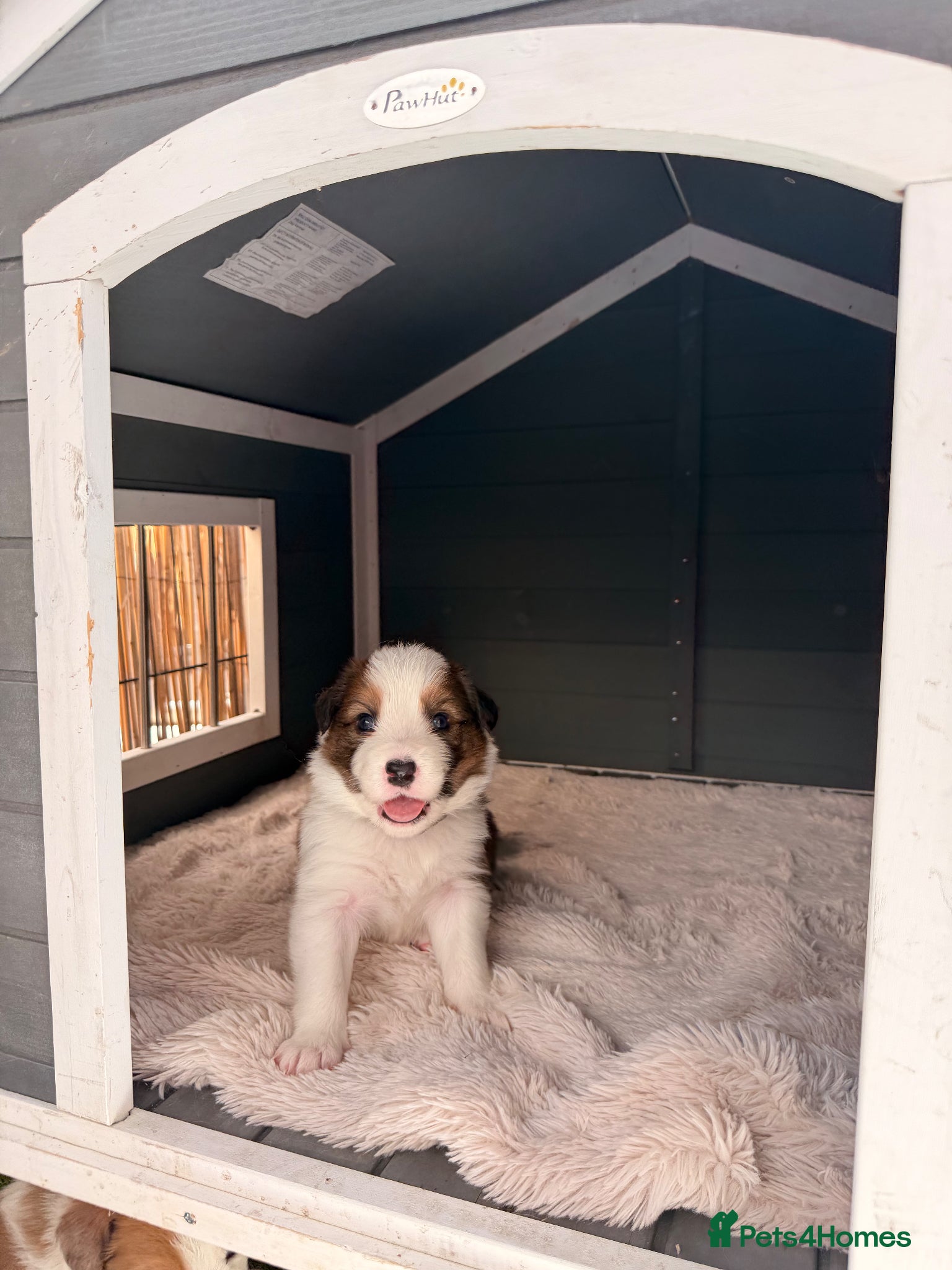 Border Collie dogs Stunning Show line puppies,various colours  - Advert 2