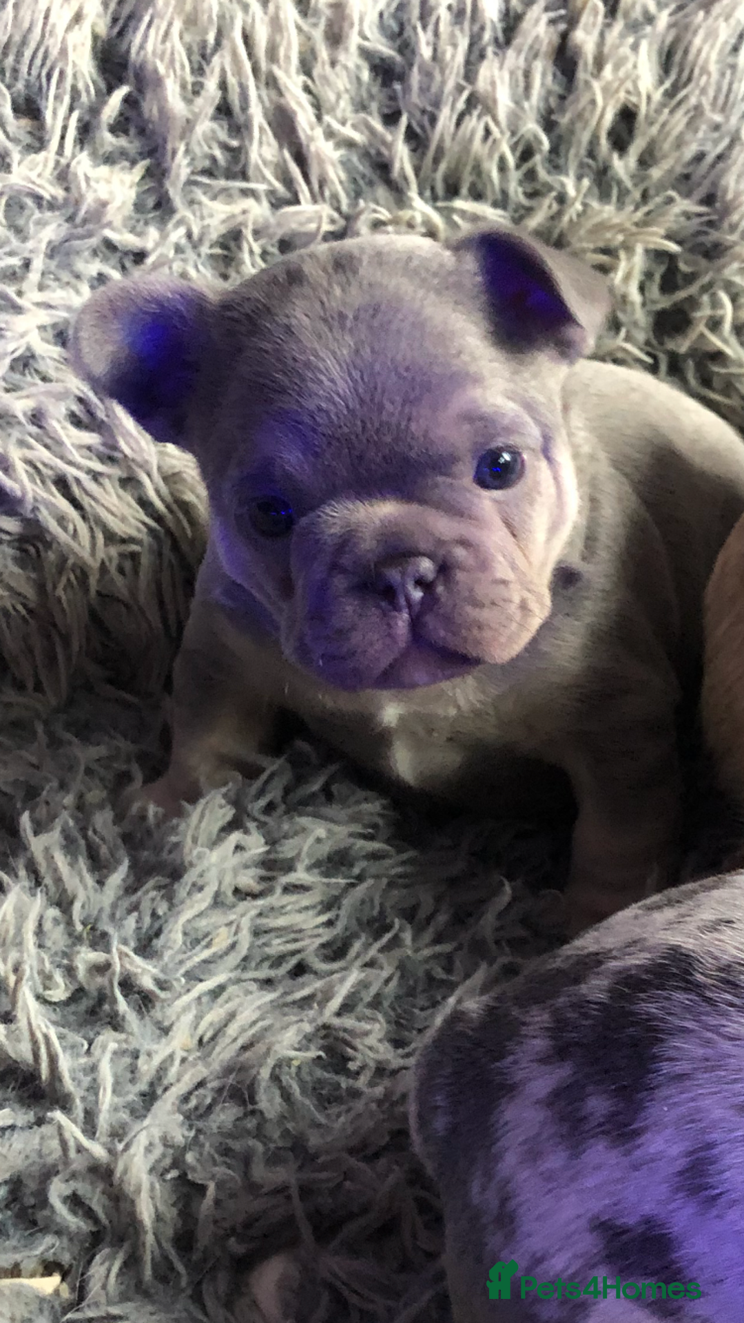 French Bulldog dogs for sale: Two boys  - Advert 6