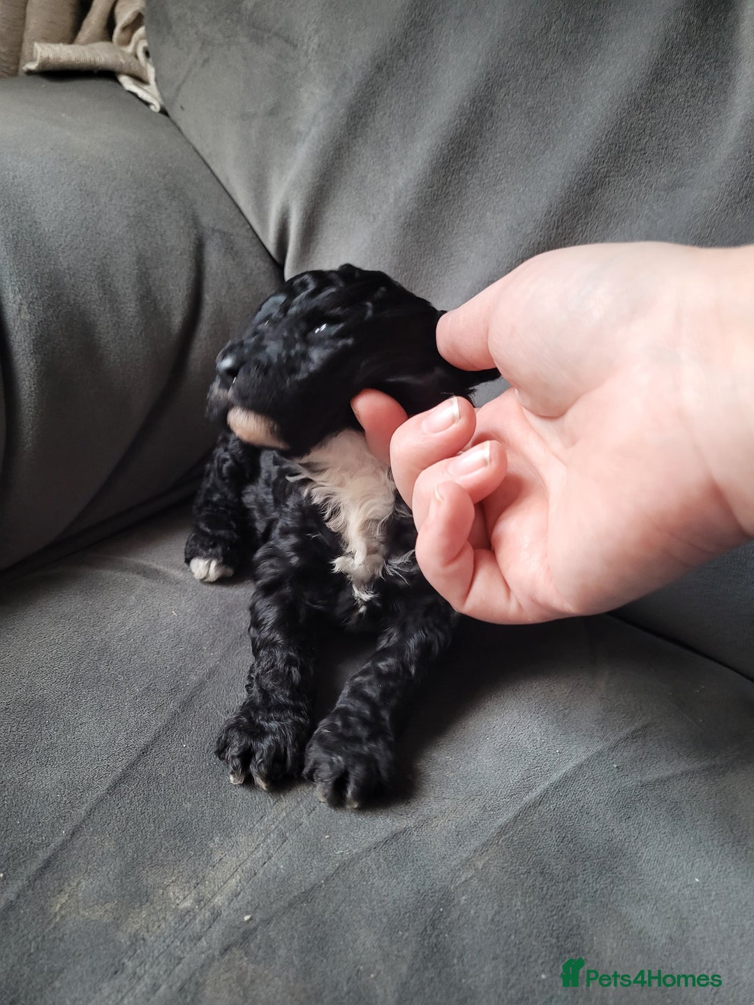 Cockapoo dogs for sale: Cockapoo puppies 💝  - Advert 6