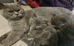 British Shorthair cats for sale: Gorgeous half British short-hair kittens - Image 3