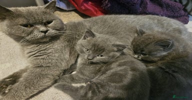 British Shorthair cats - Advert 8