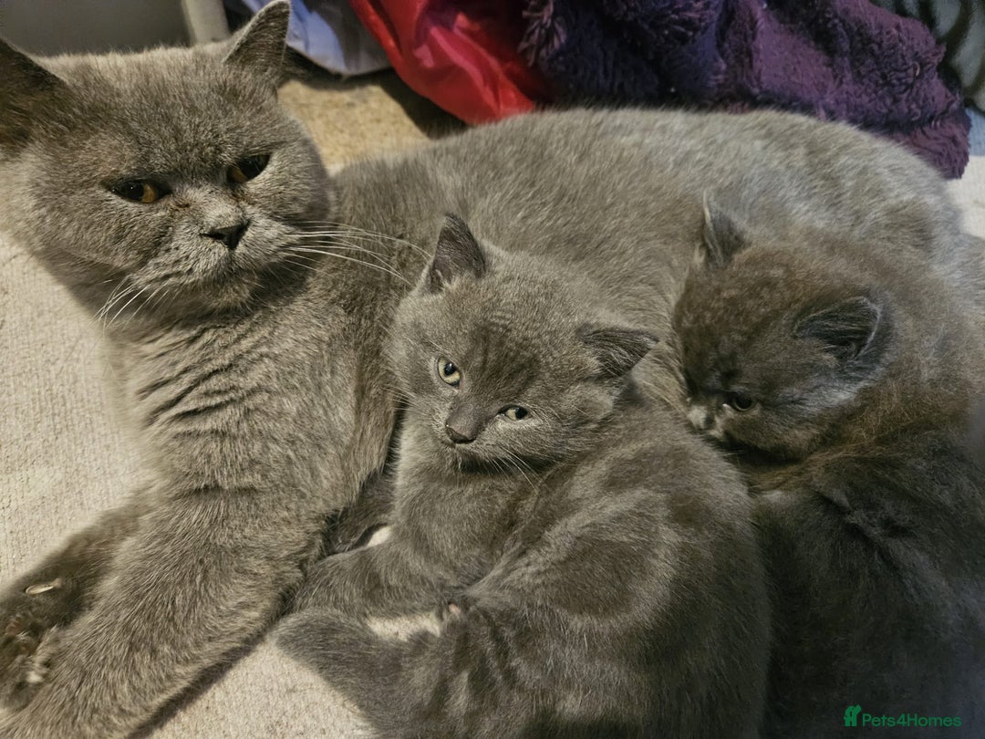 British Shorthair cats for sale: Gorgeous half British short-hair kittens - Image 3