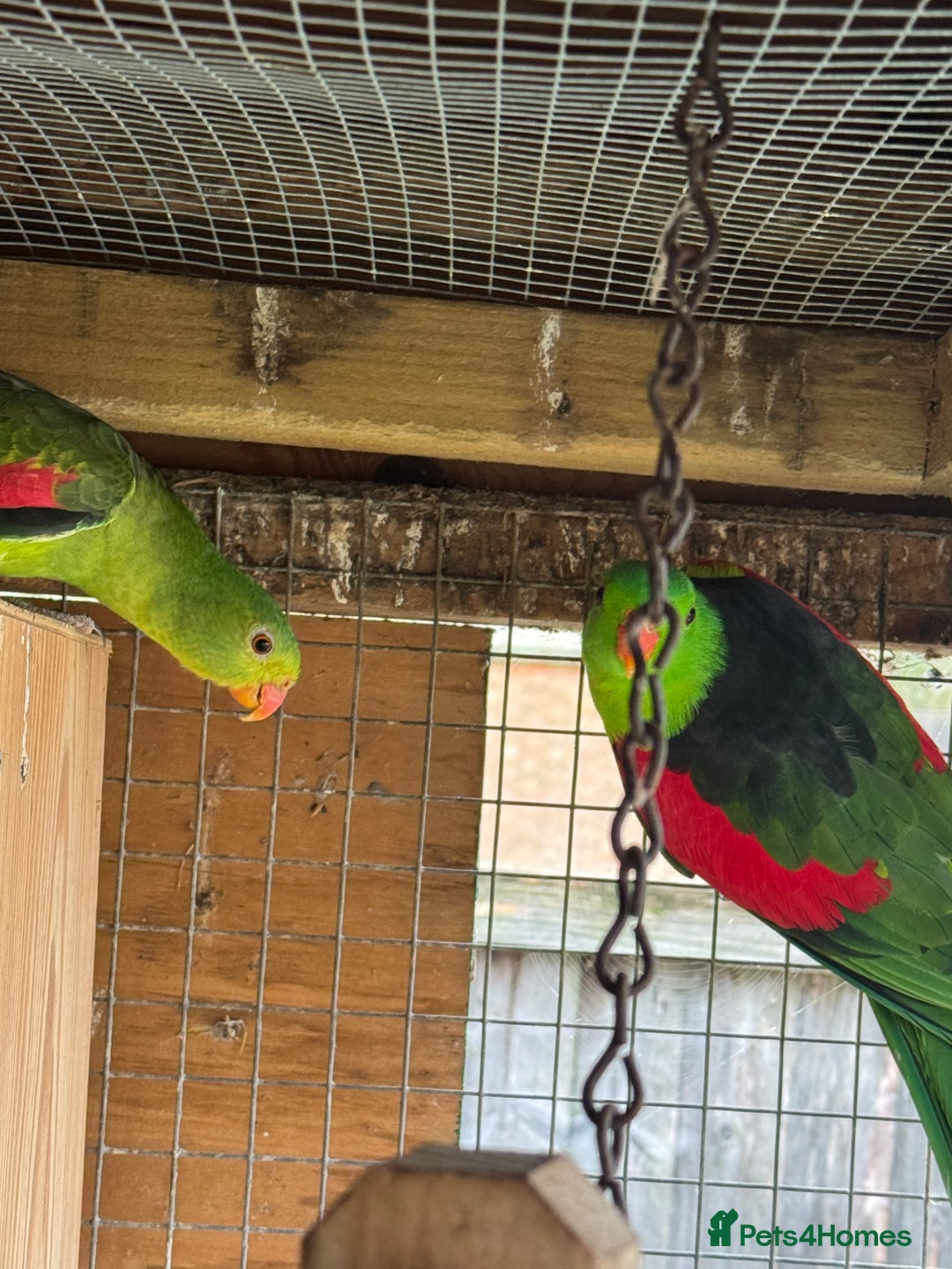 Parrots birds for sale: Proven pair of crimson wings - Advert 4