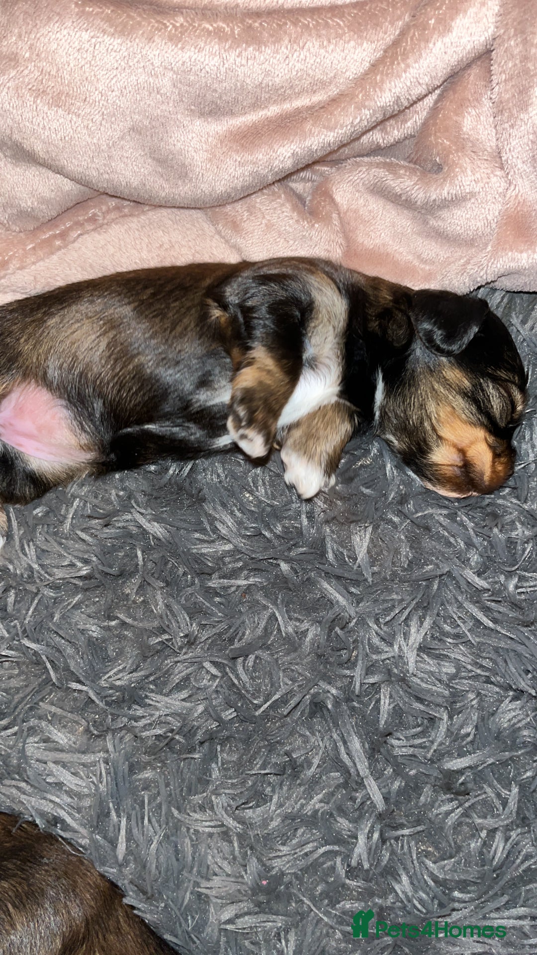 Mixed Breed dogs for sale: Beautiful Zuchon Doxies - Advert 12