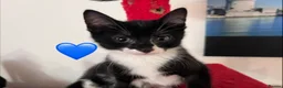 Mixed Breed cats for sale: 😻💚🩵💙🧡💛😻 - Advert 17