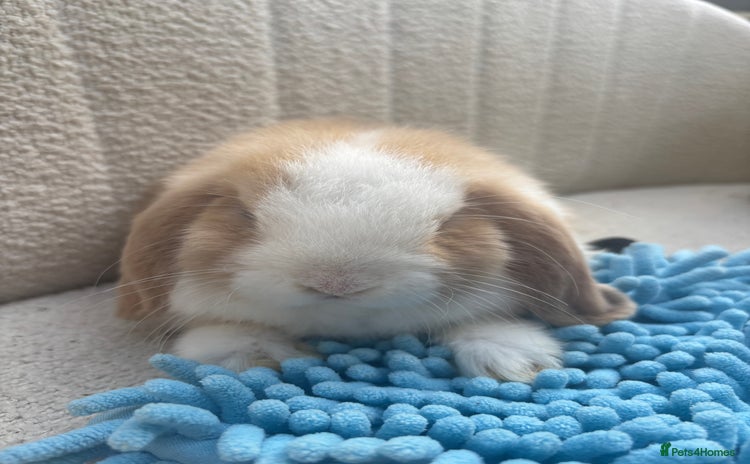 Mini Lop rabbits - Advert 2