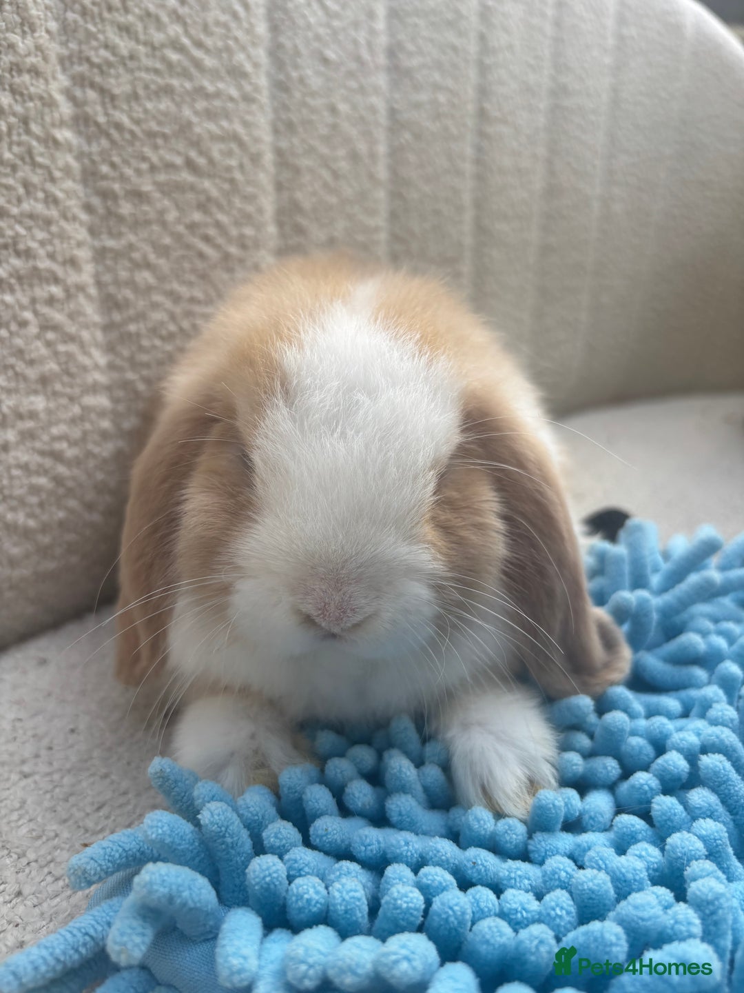 Mini Lop rabbits for sale: Pure bred mini lops - ready to leave  - Image 1