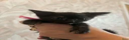 Mixed Breed cats for sale: Cute little kittens  - Advert 11
