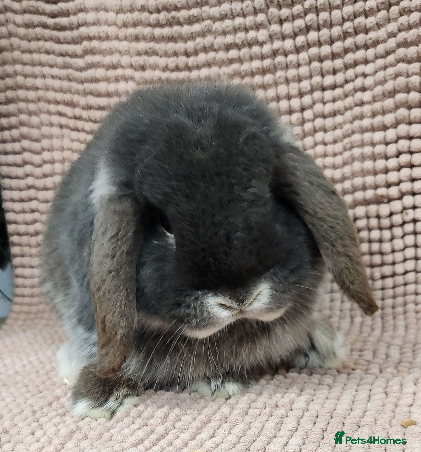 Mini Lop rabbits Mini lop buck - Advert 11