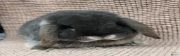 Mini Lop rabbits for sale: Mini lop buck - Advert 1