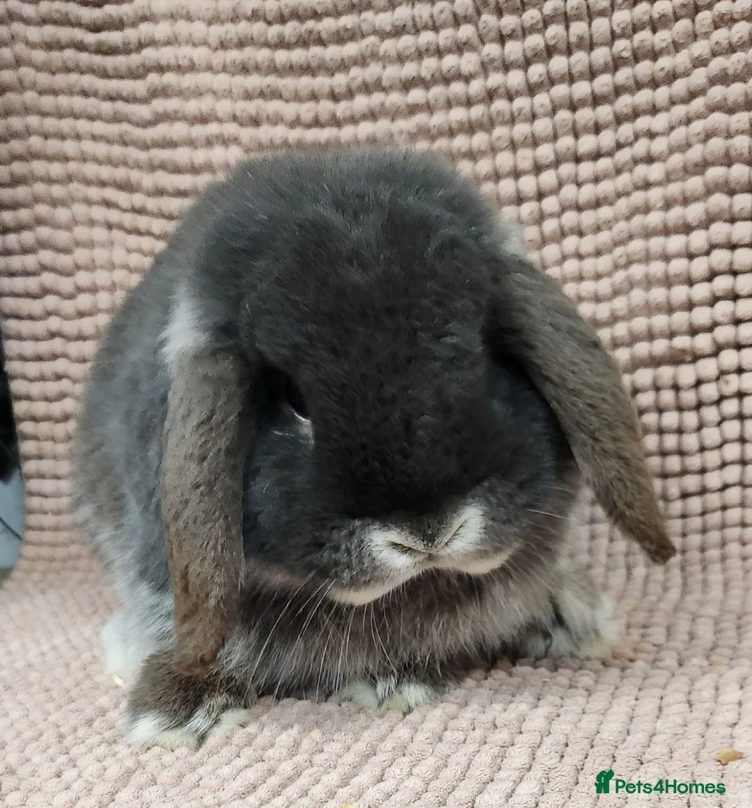 Mini Lop rabbits for sale: Mini lop buck - Advert 1