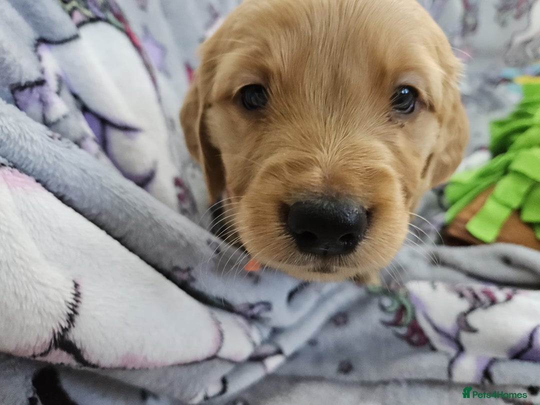 Golden Retriever dogs for sale: Astounding KC Registered Puppies  - Advert 10