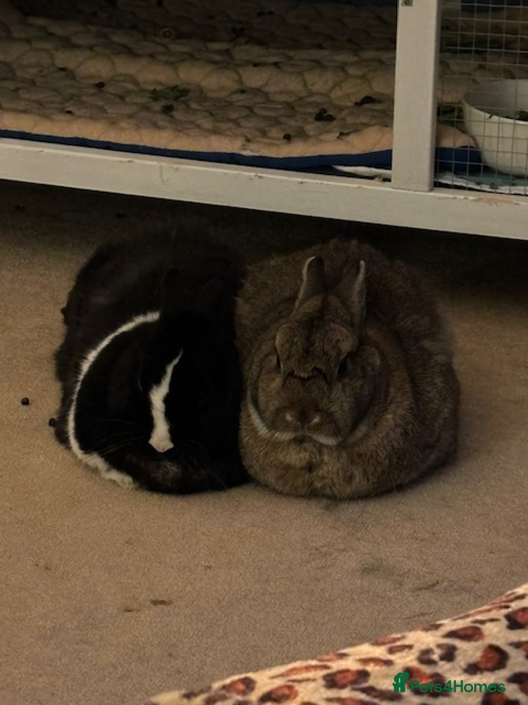 Netherland Dwarf rabbits for sale: Netherland dwarf rabbits for adoption - Image 5