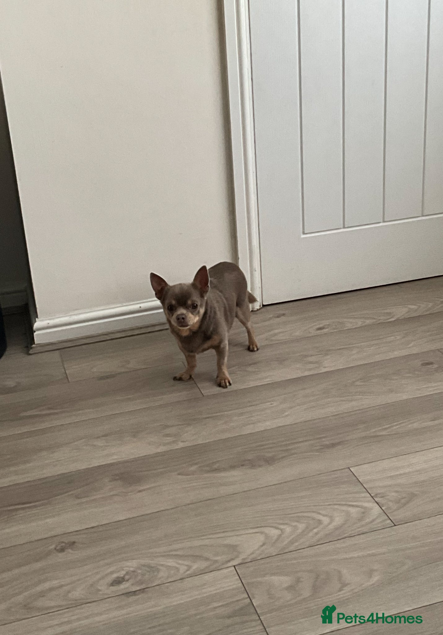 Chihuahua dogs for stud: Tiffany chihuahua for stud (proven)  - Advert 1