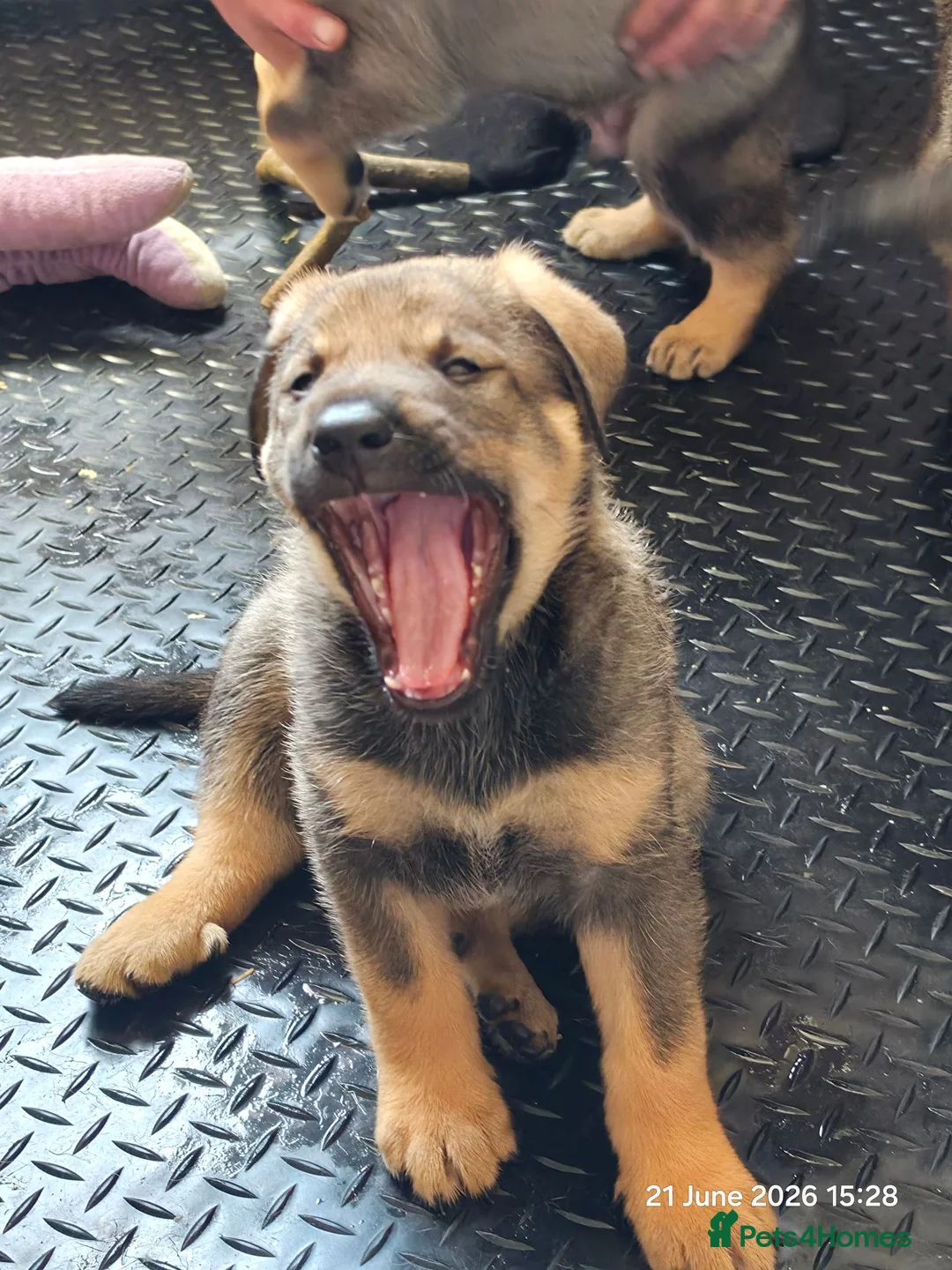 Mixed Breed dogs for sale: Stunning German Shepherd,Australian Kelpie Puppies - Advert 18