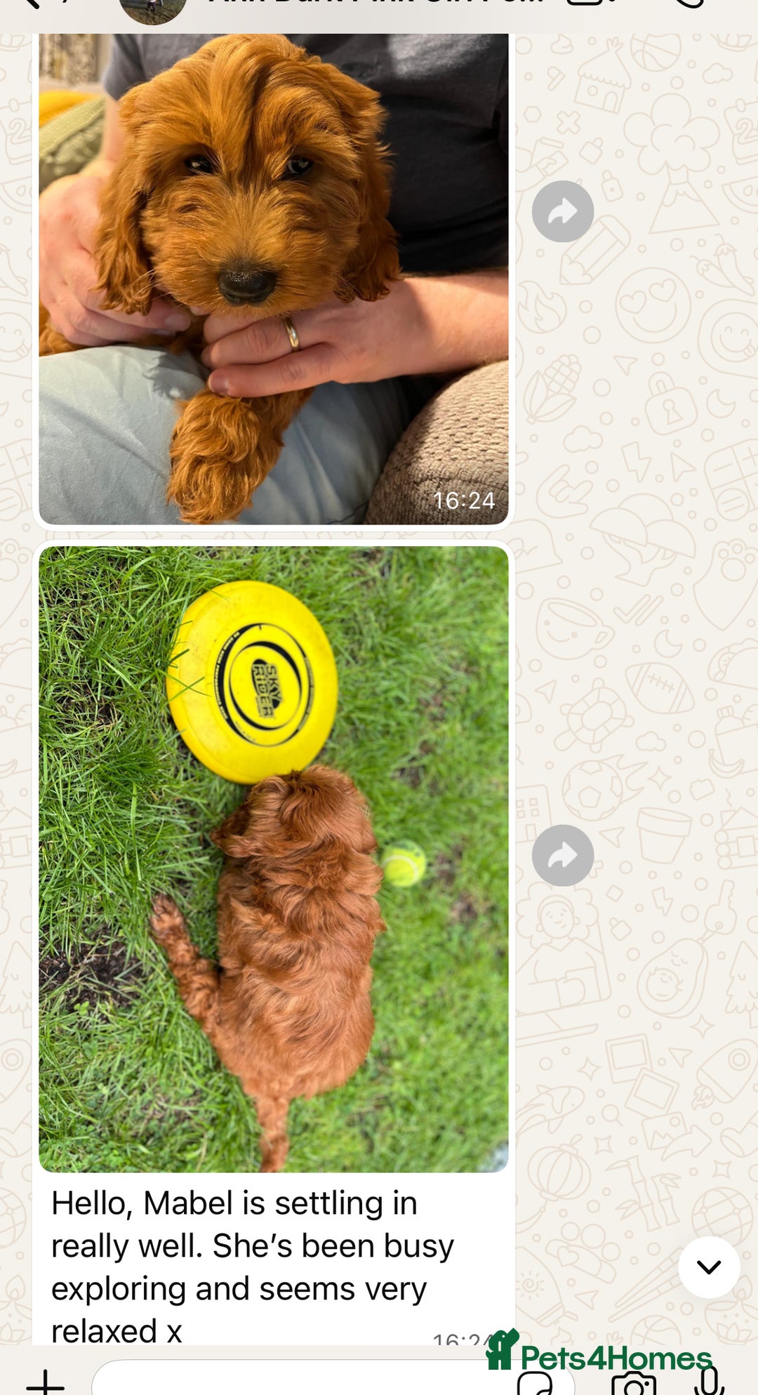 Cavapoo dogs for sale: Top Class Extensively tested Toy Cavapoo pups - Advert 19