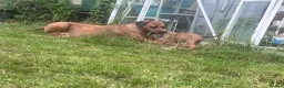 Rhodesian Ridgeback dogs for sale: Rhodesian Ridgeback girls looking for loving homes in Portsmouth - Advert 10