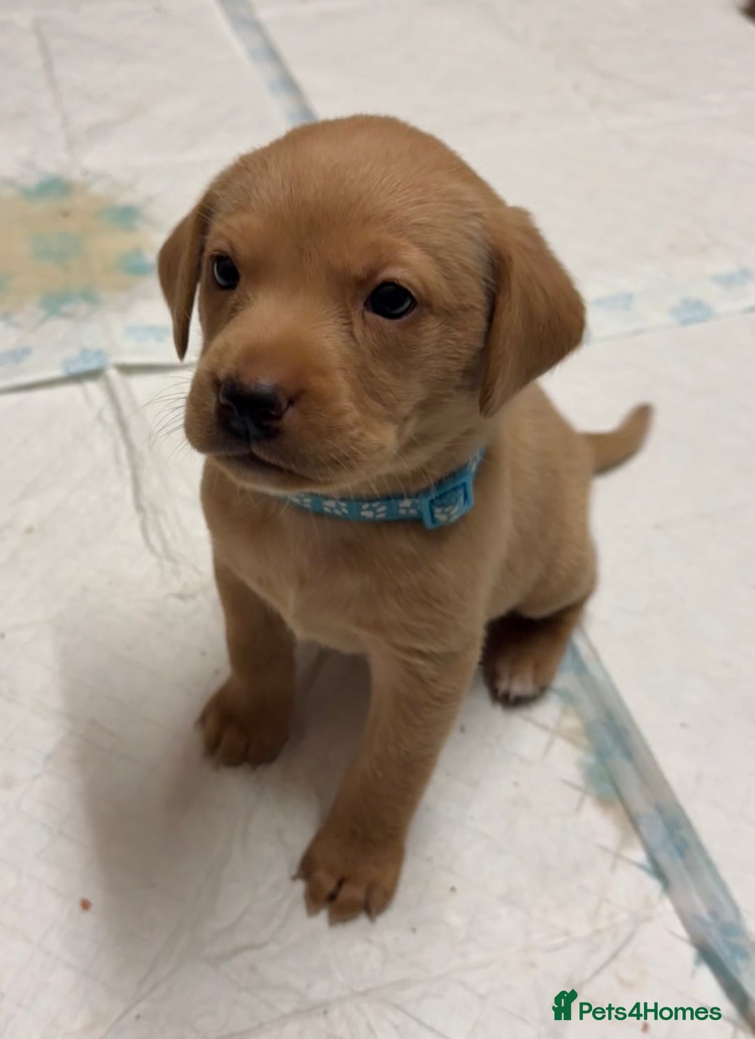 Labrador Retriever dogs for sale: Beautiful kc reg red labs. WORKING LINES - Image 5